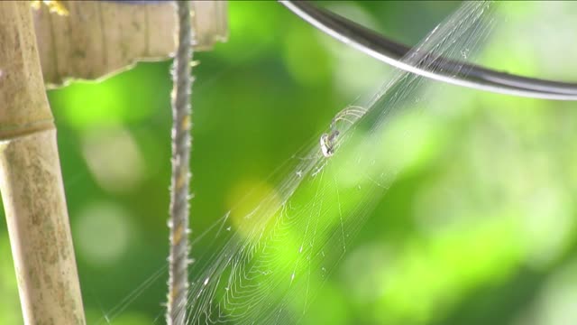 Nature macro web