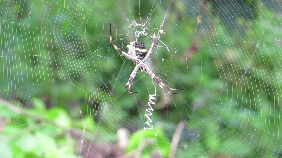 Yard insect spider