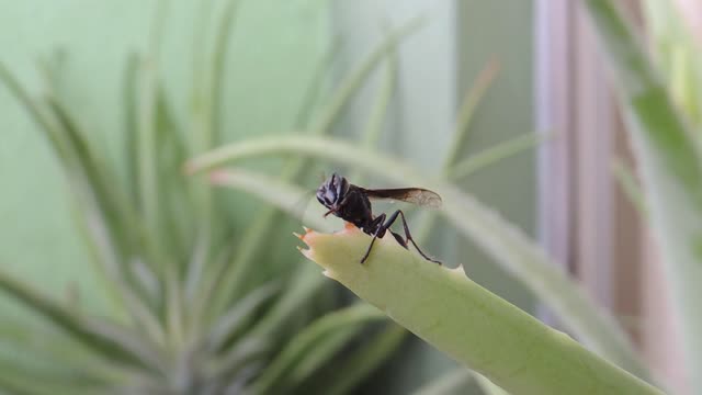 Macro insect yard