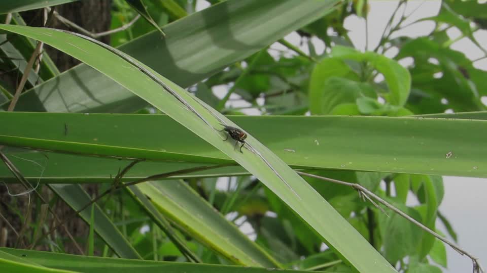 Nature sheets insect