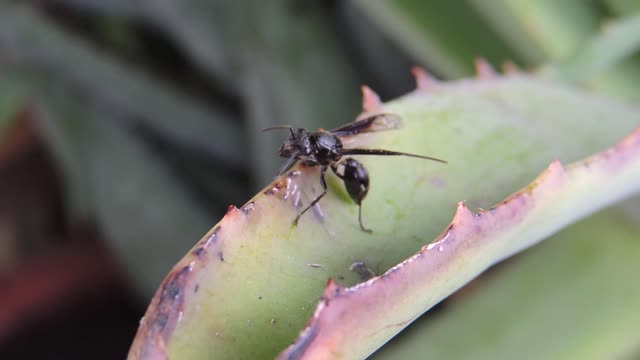 Yard insect wasp