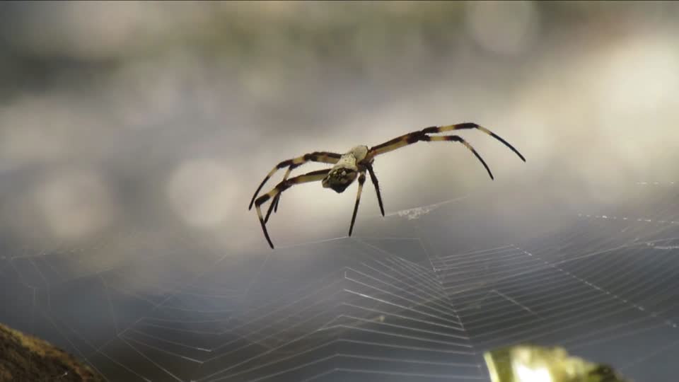 Macro insect fauna