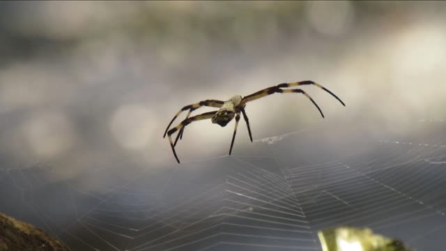 Macro insect fauna