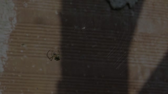Spider weaver insect