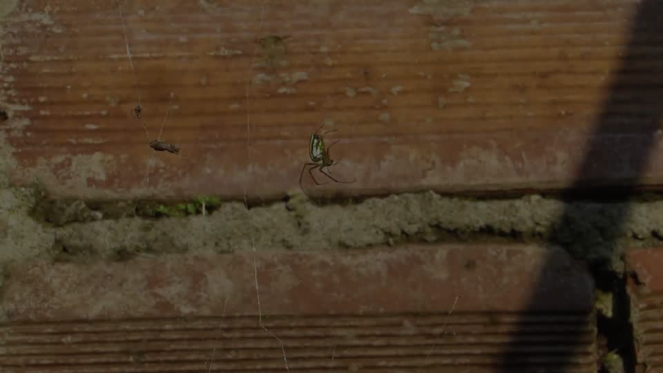 Spider weaver insect