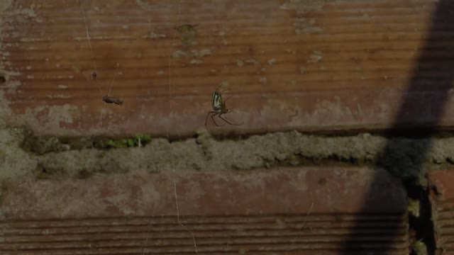 Spider weaver insect