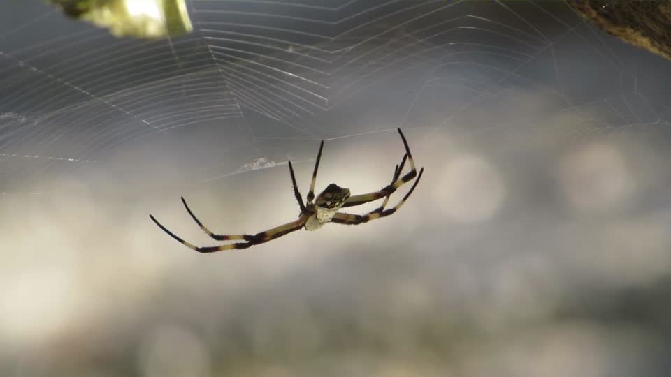 Insect fauna spider