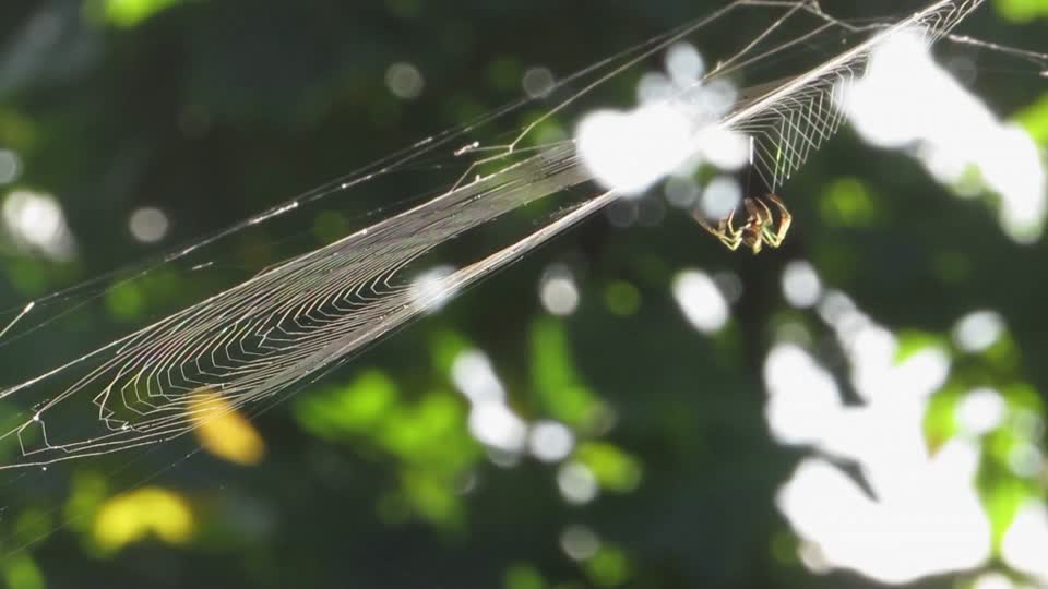 Insect arachnid spider weaving