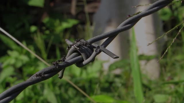 Ants collection wire