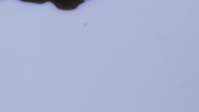 Black macro white background