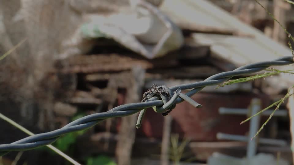 Macro barbed wire is ants