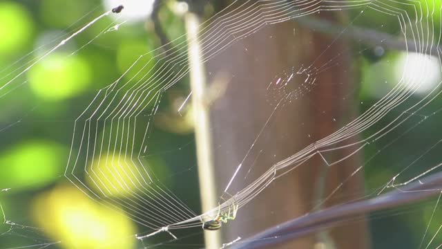Arachnid weaver web
