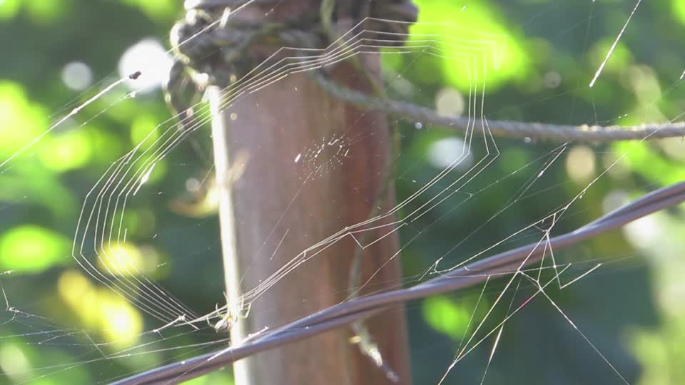 Insects macro spiders weaving