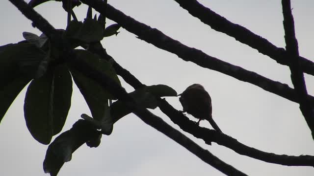 Tree bird branches