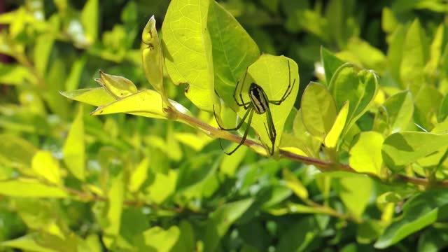 Yard insect sheets