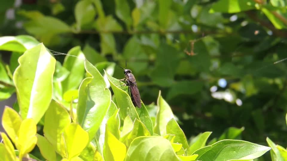 Yard insect sheets