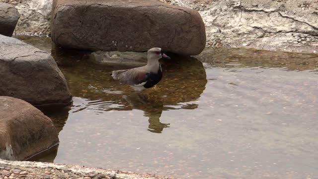 Birds water animals