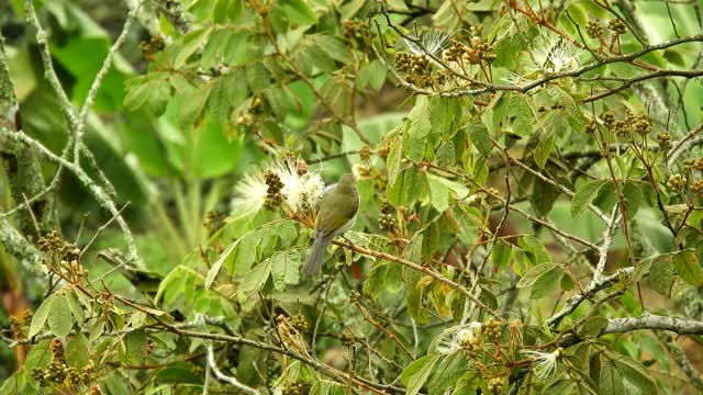 Nature bird trees