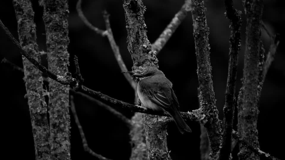 Black and white bird penumbra