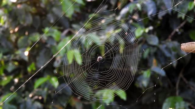 Weaver yard insect