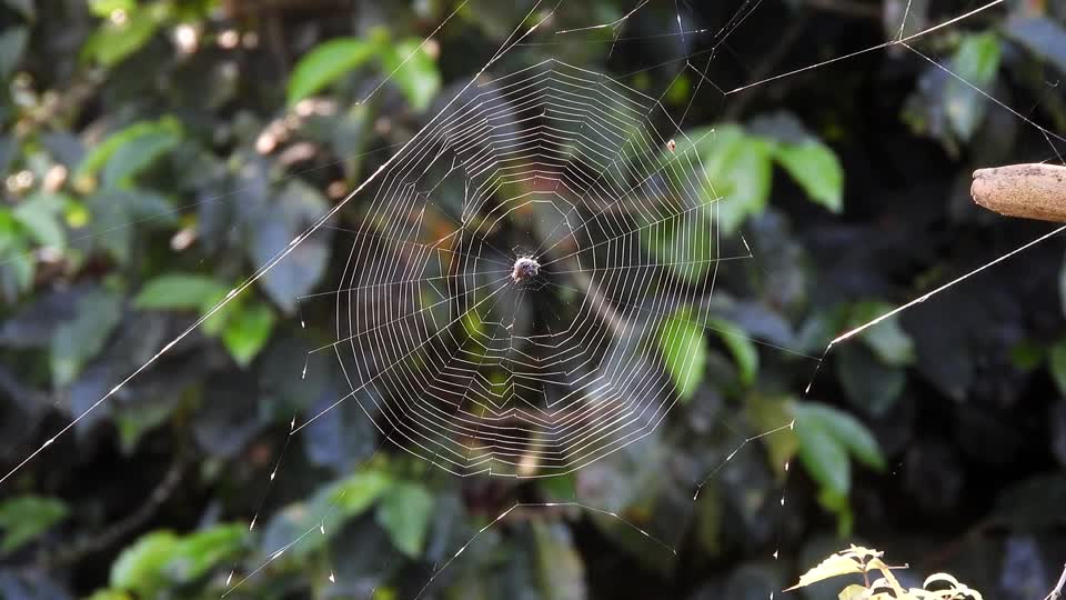 Yard insect spider