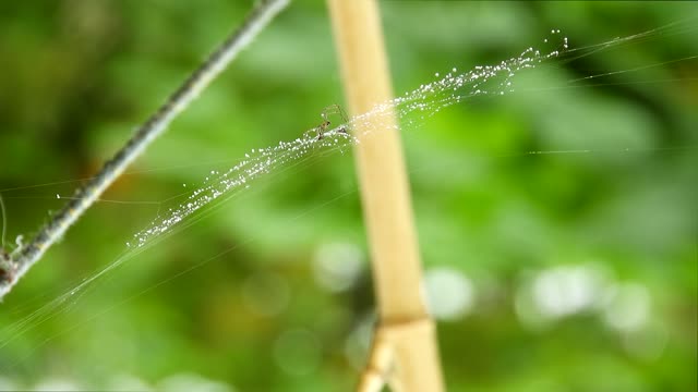 Web drops spider