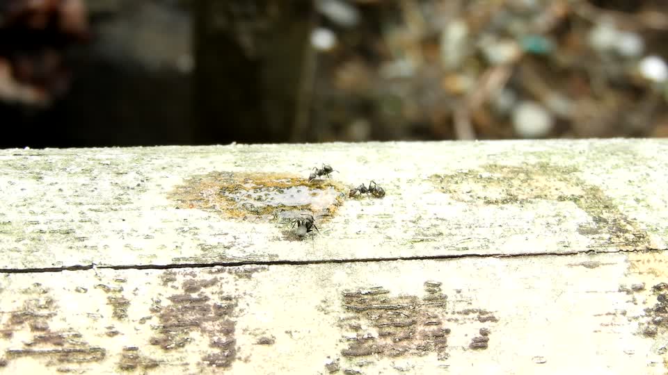 Macro insects ants