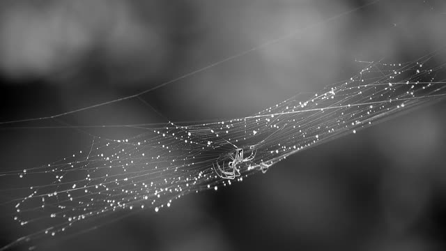 Black and white spider drizzle