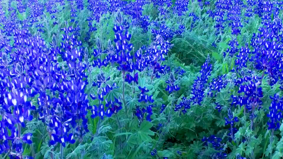 Flora lupins nature