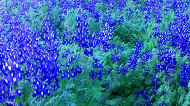 Flora lupins nature