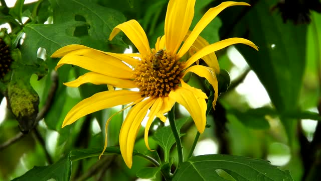Flower insect bee