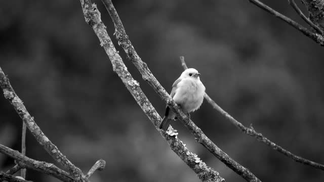 Black and white bird trees