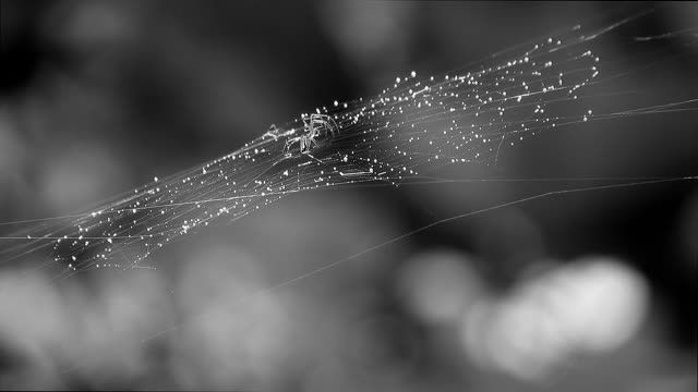 Black and white web rain