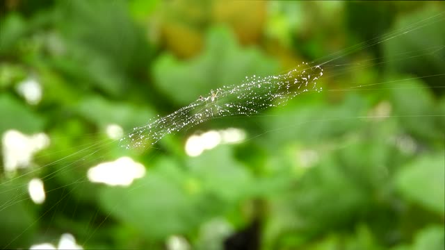 Web drops rain