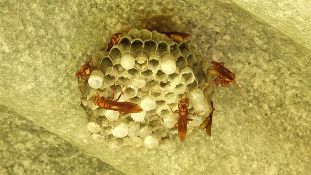 Insects hive wasps