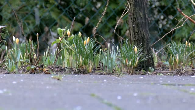 Spring bloom snow