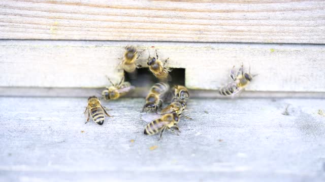 Bees beehive honey bees