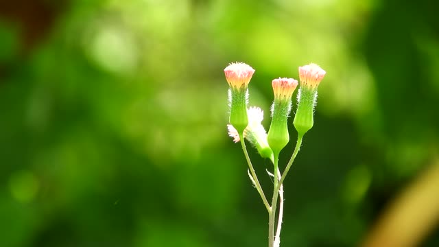 Nature yard flower