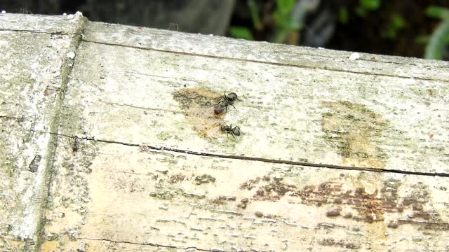 Insects ants collection
