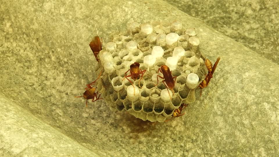Insects wasps hive