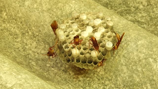 Insects wasps hive