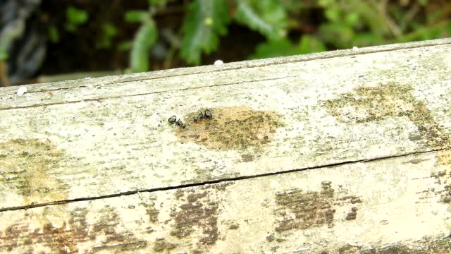 Insects ants nature