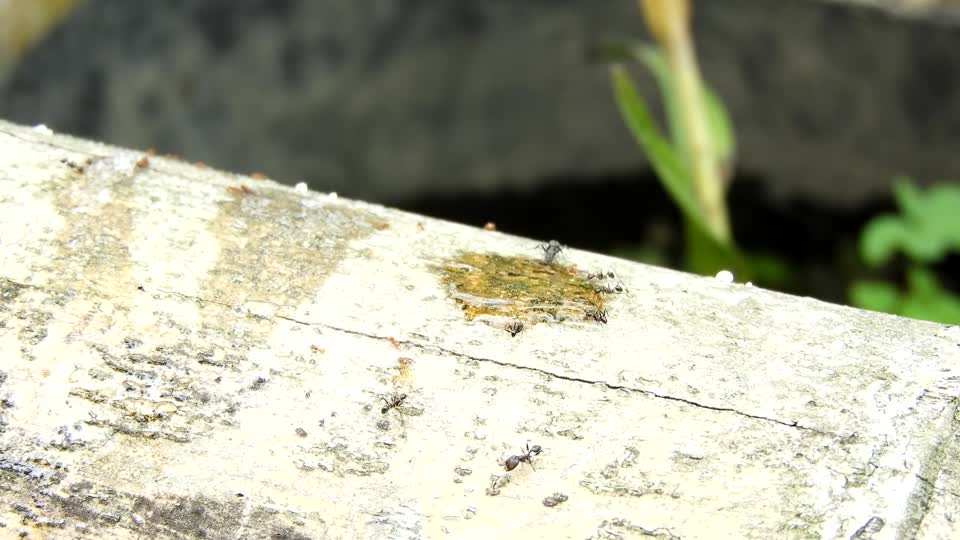 Insects ants collection