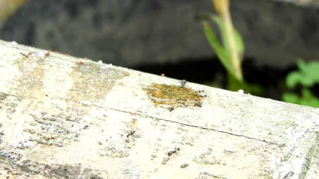 Insects ants collection
