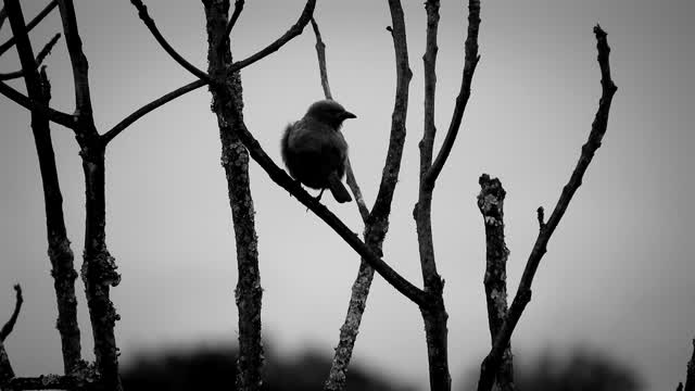 Bird ave fog