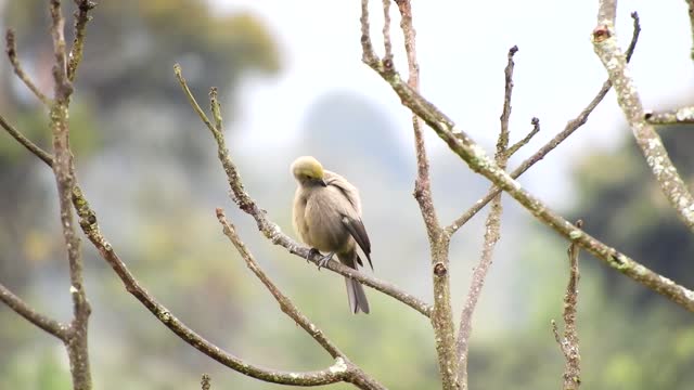 Bird nature tree