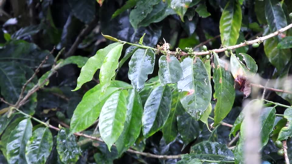 Nature leaves rain