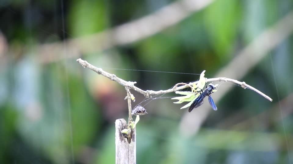 Drizzle spider wasp