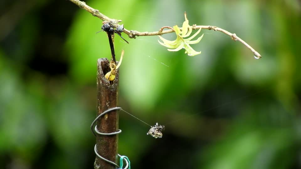 Nature spider macro
