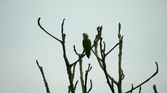 Nature bird tree